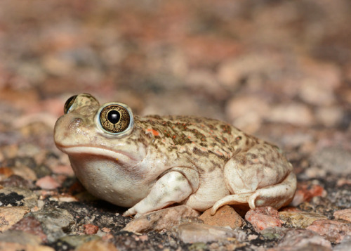 toadschooled:The petulant frown of a plains spadefoot toad [Spea bombifrons] sitting on a road with 