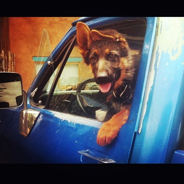 it’s a brand new week! A brand new day! Jump in this ride we are going places #dog #newmexico #knowswhatsup!!!!!!