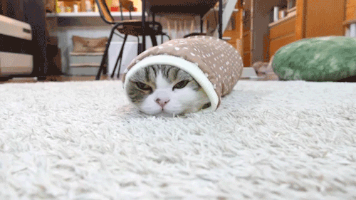 necro-om-nom-nomicon:clavery111:sizvideos:Maru get stuck in a sleeve, then get sat on - Full videoI 