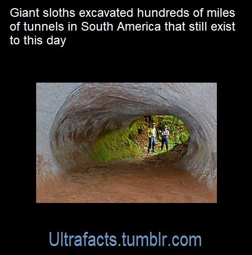 indigobluerose:nianeyna:ultrafacts:Source: [x]Click HERE for more facts!I don’t know why but that gr