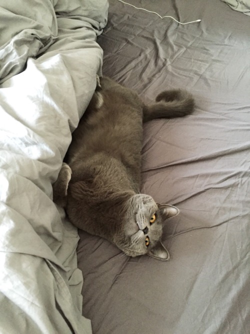 d4rkocean:Omg my cat looks at me so angry and awkward I think I did something wrong