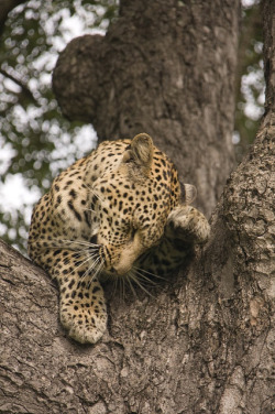 big-catsss:  Salayexe’s unnamed male cub