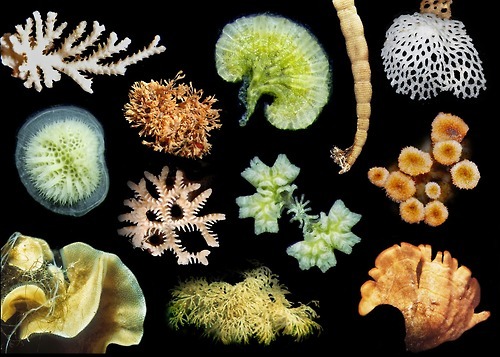 griseus: OVER 9K SPECIES SHOW FIRTS ATLAS OF MARINE LIFE FROM ANTARCTICA  Details about the marine l