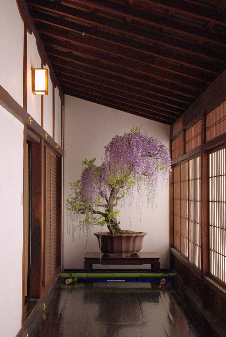 plantsrooms:Wisteria bonsai