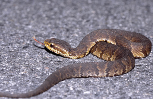 lovingexotics: Florida Cottonmouth Snake Agkistrodon piscivorus Conanti Source: Here