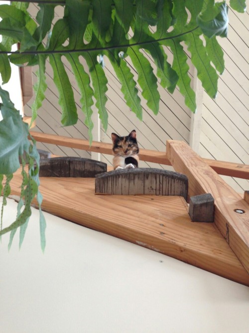 ghostbongweedofthesamurai:a little over a year ago, eliza and I noticed a tiny  kitten down in 