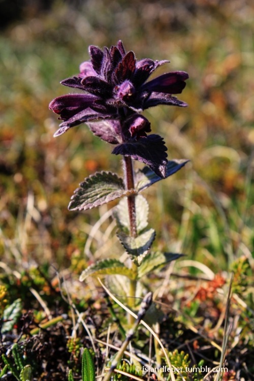  Dark beautyAlpine Bartsia (Bartsia alpina) Iceland©islandfeuer | All Rights Reserved Please leave c