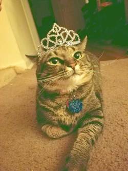 catsuggest:  Omelette Suggest. Wear crown