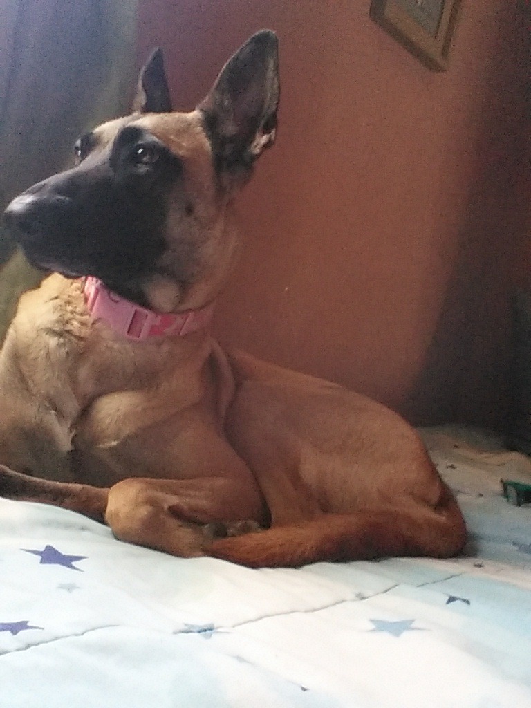 handsome dogs for you in these trying times