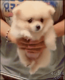 4gifs:  Puppy air swims over the sink. [video]