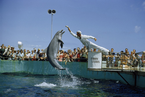 An attendant feeds a dolphin during a performance at Marineland in Florida, November 1952.Photograph