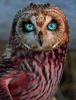 elixirkitten:  This owl is prettier than