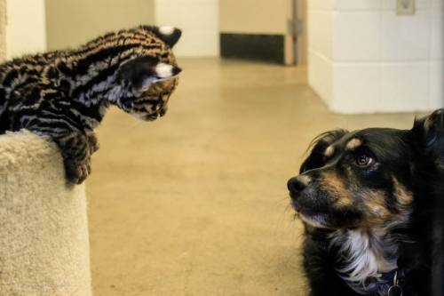 the-real-seebs:  zooborns:  UPDATE! Santos the Ocelot Makes Friends with Blakely the Dog  Do you remember Santos, Cincinnati Zoo’s little Ocelot kitten? He’s much bigger since we last saw him in November, and he’s growing up healthy and playful.