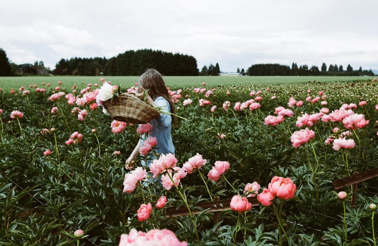 wildflowereyed:  Tips for Growing Peonies, photographed by James Fitzgerald III for