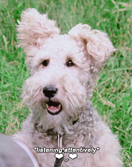 poirott:“I don’t know why dogs always go for postmen, I’m sure,” continued our guide.“It’s a matter 