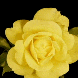 | youtube
