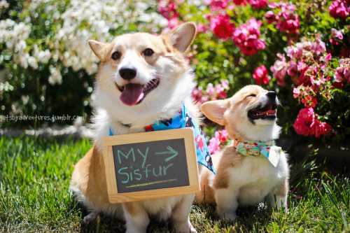 corgiaddict: lilikoimcgilliganthecorgi: gatsbyadventures: Gatsby and Scout: then and now.  