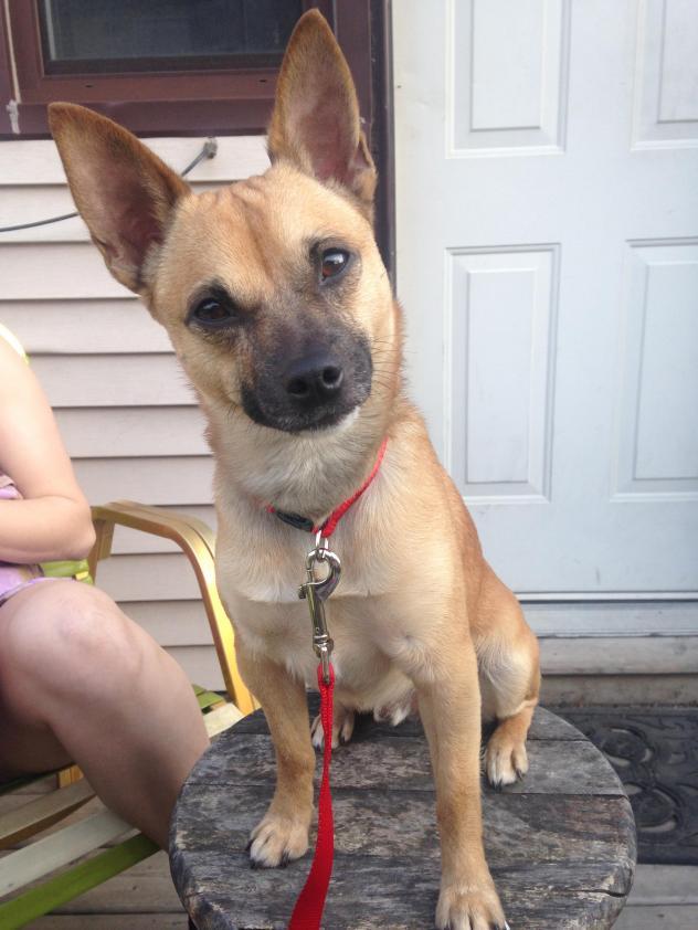 puppiestotherescue:  This is Harry from Toronto! He’s a pug, chihuahua mix and