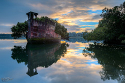 itscolossal:  A 102-Year-Old Transport Ship Sprouts a Floating Forest