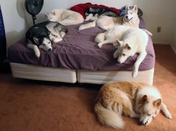 6woofs:  Charlie is very considerate. 