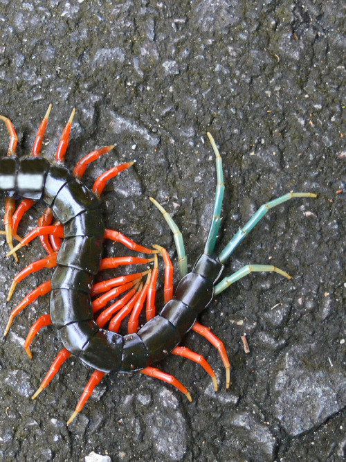 h4ilstorm:Malaysian Jewel Centipede (by Tim Melling)@vampirefuneral