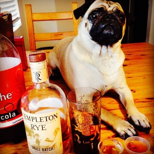 All you need in life… A #pug, good friends and your #whiskey … Photo credit @cult_sd #