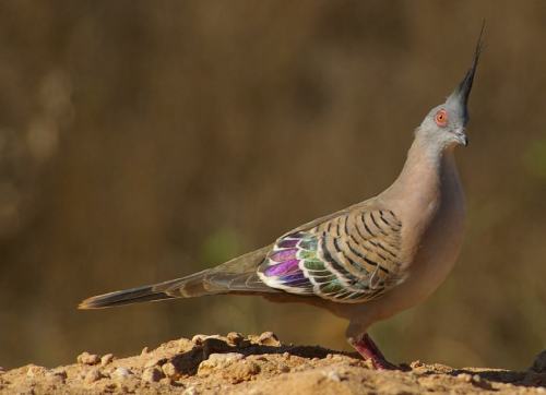 I had to make this post to go along with this video, because really, Crested pigeons (Ocyphaps lopho
