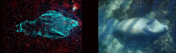 cozydark:  Microquasar Produced Giant Manatee Nebula | A new view of a 20,000-year old supernova remnant demonstrates the upgraded imaging power of the National Science Foundation’s (NSF) Karl G. Jansky Very Large Array (VLA) and provides more clues