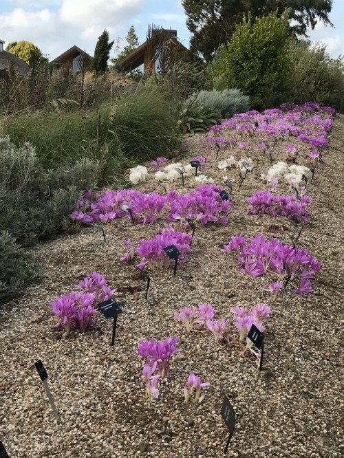 jillraggett:Plant of the DaySaturday 29 September 2018The species Colchicum speciosum grows wild in 