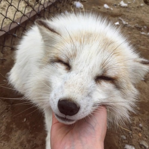 everythingfox: My dog does the exact same face when I scratch him Khala the Fox