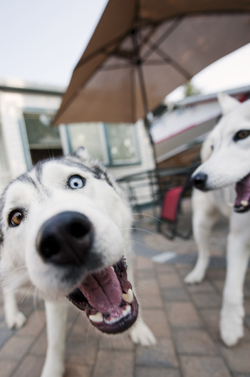 fyeahcanines:Hai! (by DenaIIi)