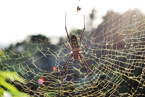 sixpenceee:  The Golden Silk Orbweaver is a large species of spider. While males typically remain small, females can grow up to 3 inches. It is a tropical climate spider and can be found in Southeastern U.S. They are not aggressive towards people and