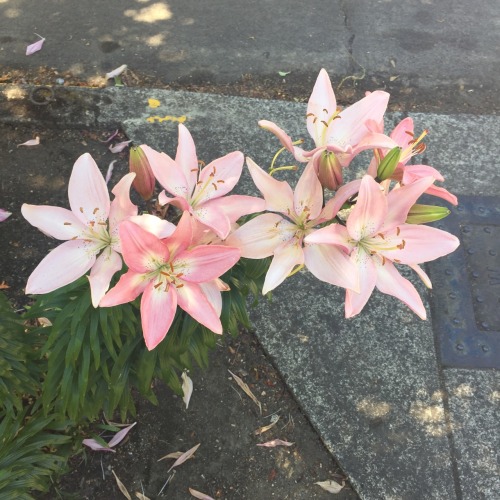 baearth:  the flowers in my neighborhood are so pretty