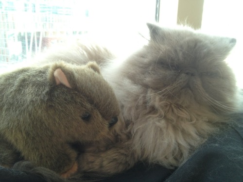 Brian and his wombat…