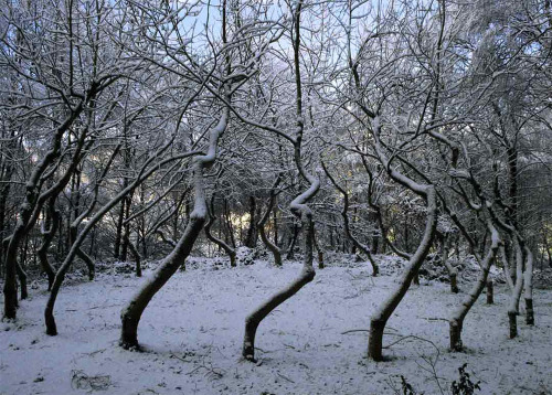 itscolossal:Ash Dome: A Secret Tree Artwork in Wales Planted by David Nash in 1977