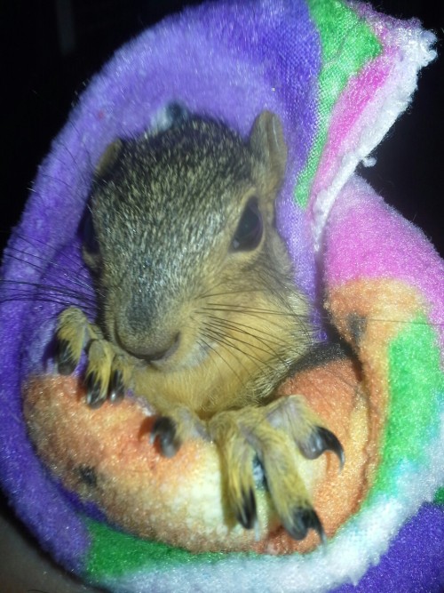 Saved a baby squirrel from getting eaten by a crow! He has an injured back leg but otherwise is good