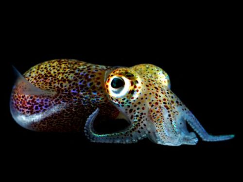 sharkhugger:  end0skeletal: Bobtail Squid (x) I know, I know, not sharks but still… AWWWWWW….!  XD