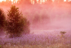 afaerytalelife:  Summer Sunrise, by Andrey