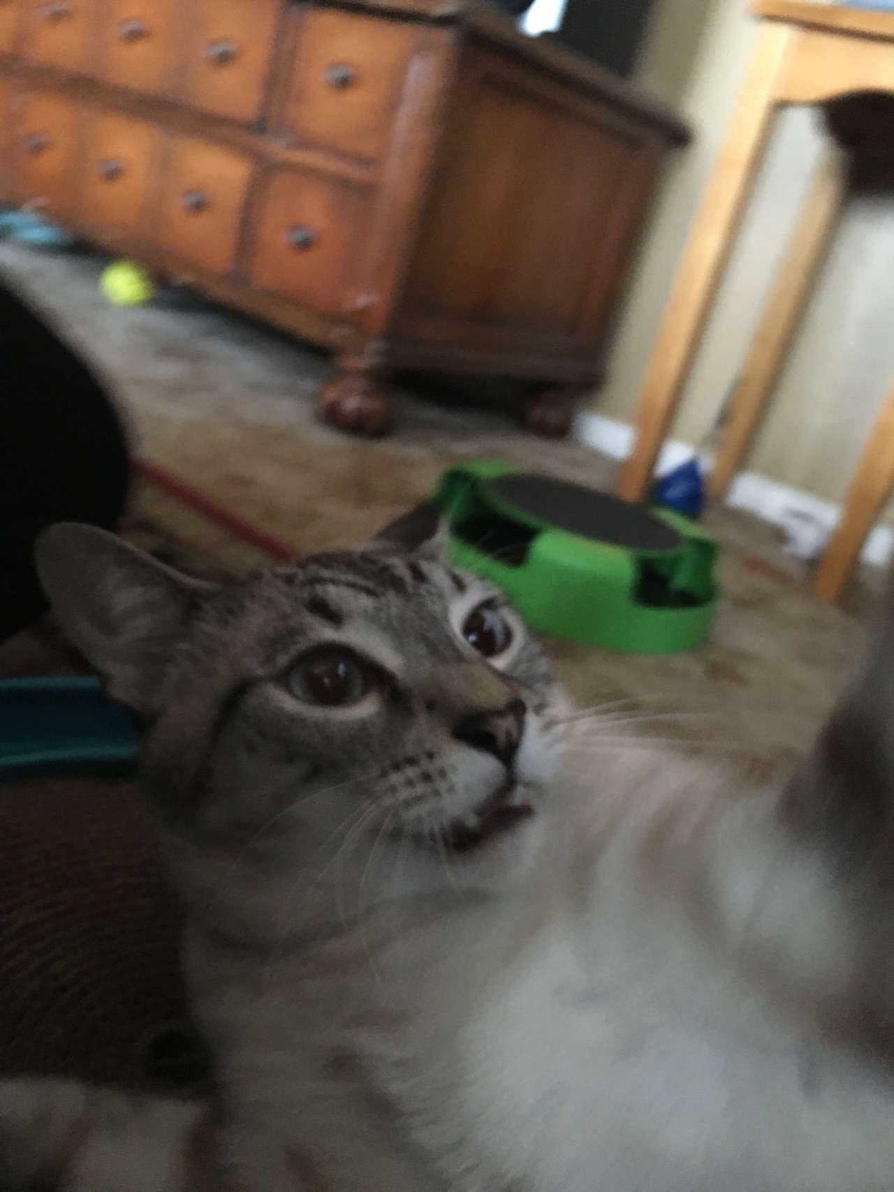 unflatteringcatselfies:  Hannibal’s constant state is unflattering. Everyone loves