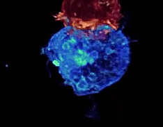 Linfocitos T citotóxicos atacando a una célula cancerosa