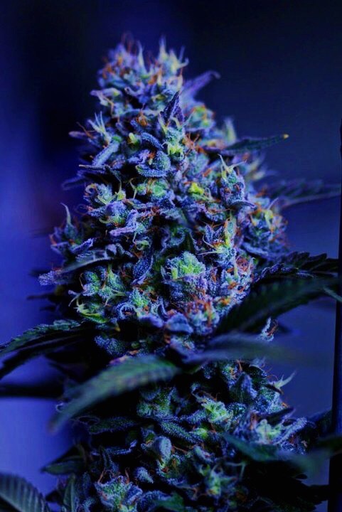 thehighbuddha420:  Blue Berry Yum Yum 