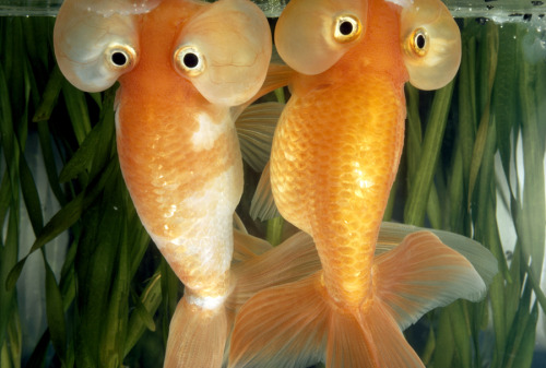 Two bubble eye goldfish stare outside their aquarium, April 1973.Photograph by Paul Zahl, National G
