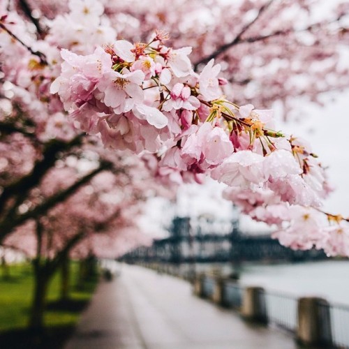 oregonexplored:. Today’s feature: @justin.watts . Today’s location: Cherries in bloom al