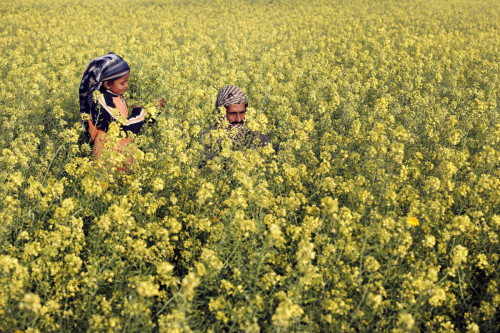 fotojournalismus: A Palestinian man and his daughter are seen amongst wild mustard flowers which gro