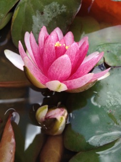 greenlook-garden:  More water lily flowers. The old “pond” hasn’t bloomed, only the new one. Maybe I should renovate it tooMás flores de nenúfar. El viejo “estanque” no ha florecido, solo el nuevo. Quizás debería renovarlo también