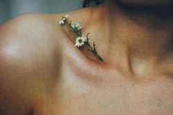 wildstag:  Keep on blooming by adidekel on Flickr. 