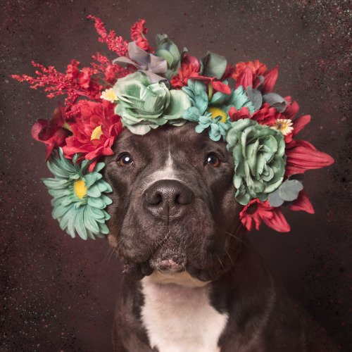 art-nimals:  Flower Power: Pit Bulls of the Revolution by Sophie GamandThe artist explains that she wants to change the way society looks at pit bulls : America euthanizes upward of 1,000,000 pit bulls every year. Pit bulls are victims of prejudices