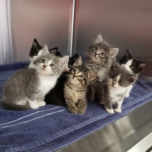 cutecornflakes:Named after the 7 dwarfs, rescued by the Animal Compassion Team (ACT), California