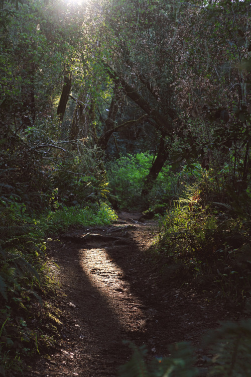 predictablytypical: Exploring the forest at dusk