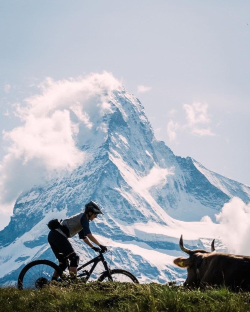 beefmtb: mtbswitzerland: Hörner soweit das Auge reicht #MTBswitzerland via @selina.vuichard Finally 